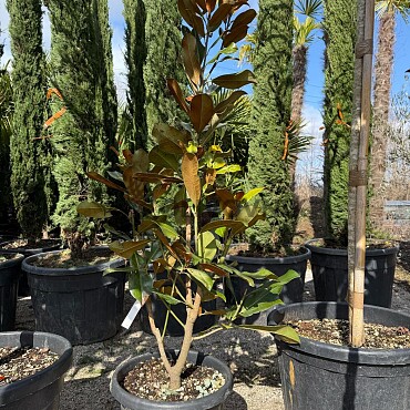 Magnolia grandiflora - 160/180cm