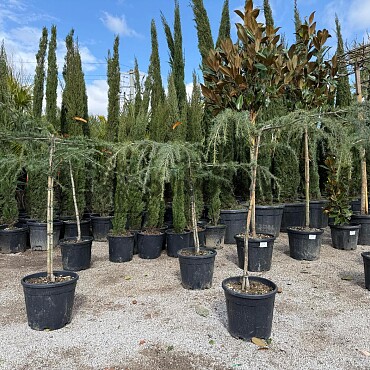 Cedr - CEDRUS DEODARA 'Pendula'