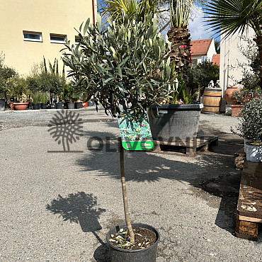 Olivovník Európsky - Mini Copa 100cm - 7,5lt