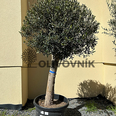 Olivovník Európsky - COPA - 70lt - 180/200cm