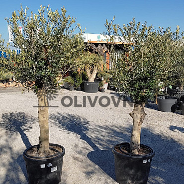 Olivovník Európsky - Intensivo - 70lt - 180/200cm