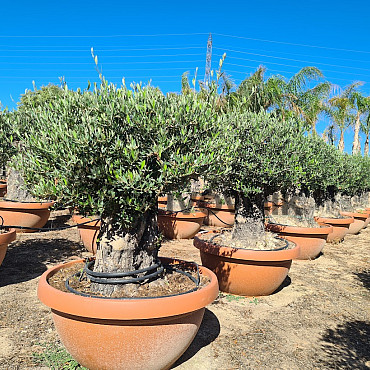 Olivovník Európsky - Bonsai COPA - TOP CENA