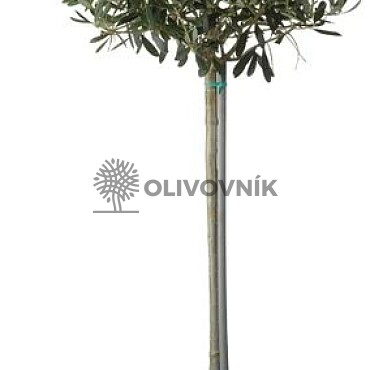 Olivovník Európsky - COPA 7,5/10lt. 120 - 150cm