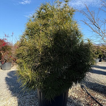 SCIADOPITYS VERTICILLATA " Beauty Green" - Pajehličník /100-125cm