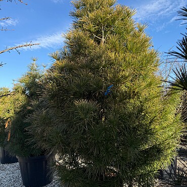 Sciadopitys Verticillata  " Beauty Green" - Pajehličník