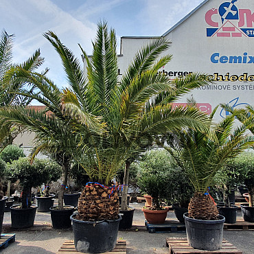 PHOENIX CANARIENSIS 30/50 kmeň