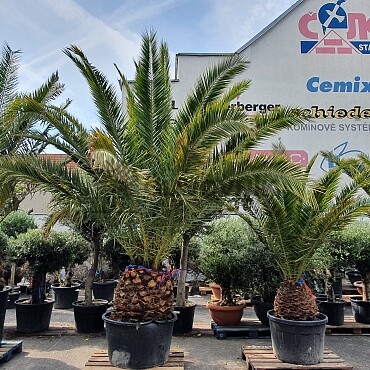 PHOENIX CANARIENSIS 50/60 kmeň