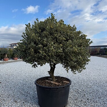 Iles Aquifolium ˇVariegatumˇ 150/175cm / 285lt / Extra Multitronco