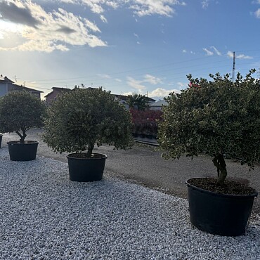 Iles Aquifolium ˇVariegatumˇ 150/175cm / 285lt / Extra Multitronco