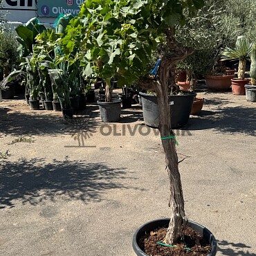 Vinič - Vitis vinifera - alta mediana 45L / výška 170cm