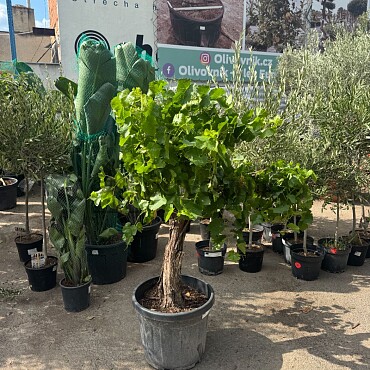 Vinič - Vitis vinifera - baja 45L / výška 140cm