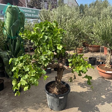 Vinič - Vitis vinifera - baja 45L / výška 140cm