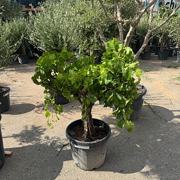 Vinič - Vitis vinifera - baja 45L / výška 140cm