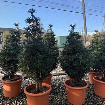 SCIADOPITYS VERTICILLATA " Beauty Green" - Pajehličník /150/170cm
