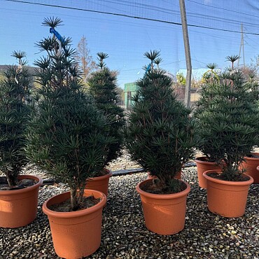 SCIADOPITYS VERTICILLATA " Beauty Green" - Pajehličník /110cm