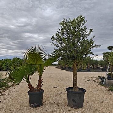 Washingtonia Robusta Double 30lt 120/150cm