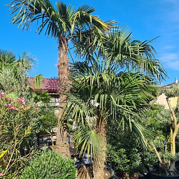 Trachycarpus Fortunei - trojkmeň - kompletná výška kmeňov 580cm