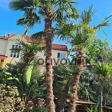 Trachycarpus Fortunei - trojkmeň - kompletná výška kmeňov 600cm