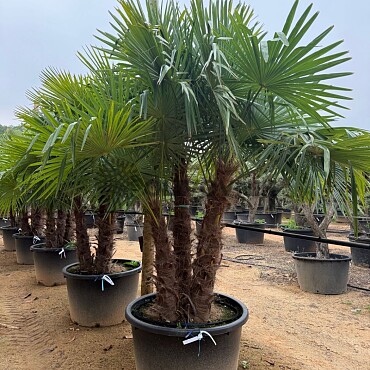 2026 Rezervace / Trachycarpus Fortunei - multikmen - mrazuvzdorná palma (-17C)