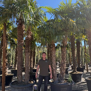 Trachycarpus Fortunei - dvoukmen xxl - mrazuvzdorná palma (-17C)