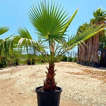 Washingtonia Robusta Double 30lt 120/150cm