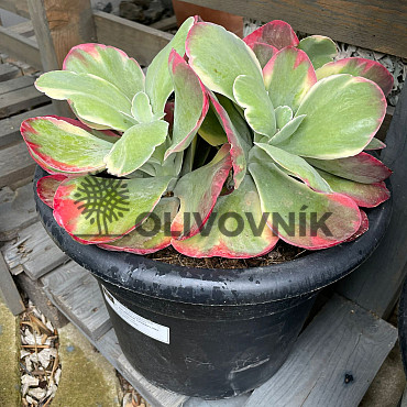 MIX sukulentov - 15lt