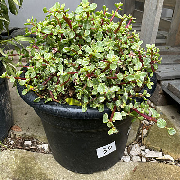 MIX sukulentov - 15lt