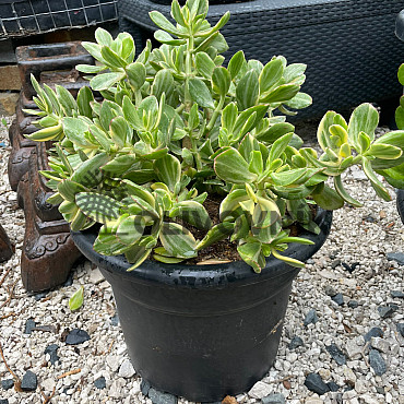 MIX sukulentov - 15lt