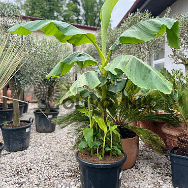 BANÁNOVNÍK - Musa Lasiocarpa C35